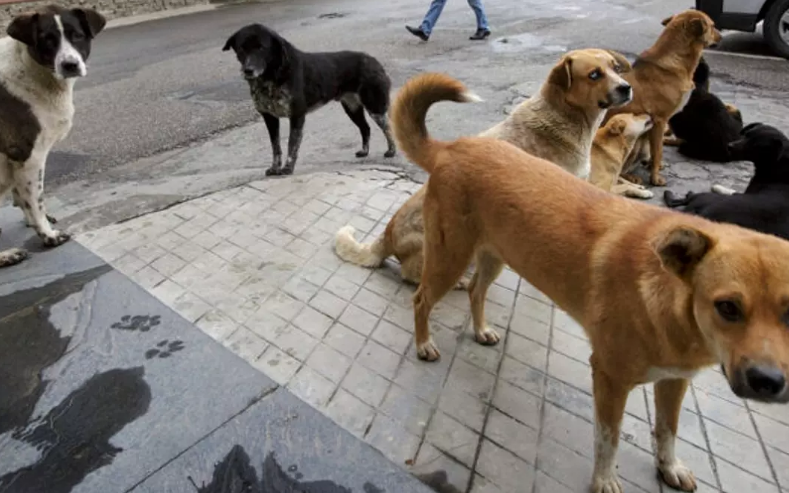 Son Yıllarda başıboş sokak köpeklerinin saldırısına uğrayarak yaralanan ve hayatlarını kaybeden çocuklar..