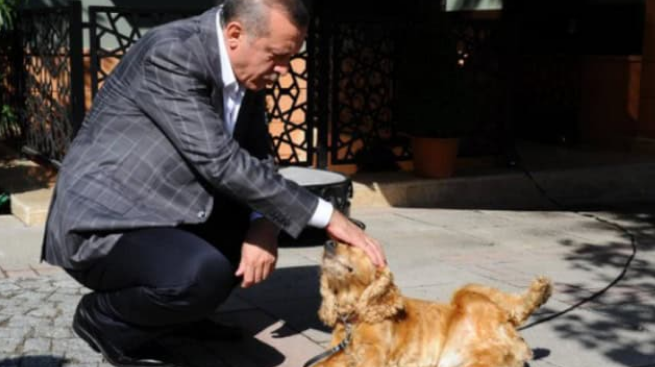 AK Parti'nin sokak hayvanlarının uyutulmasını da öngören yasa teklifi Meclis'e geliyor