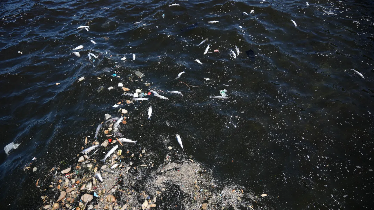Balık Foto