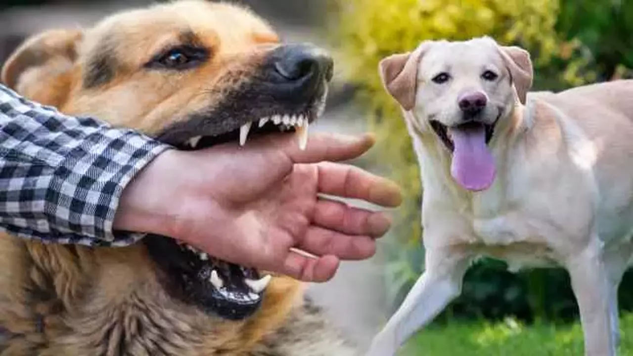 Kuduz Belirtileri Ne Zaman Cikar