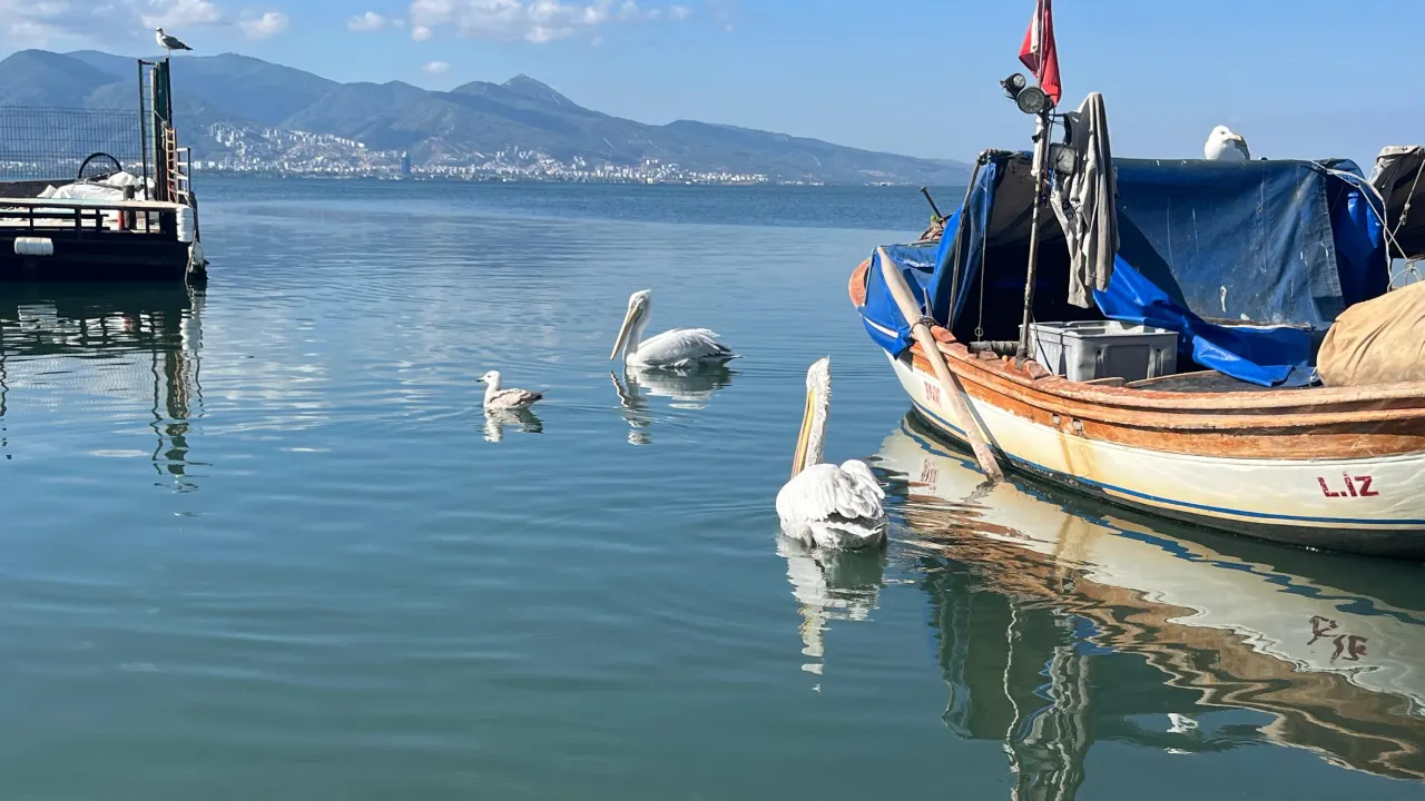 Taze Balık