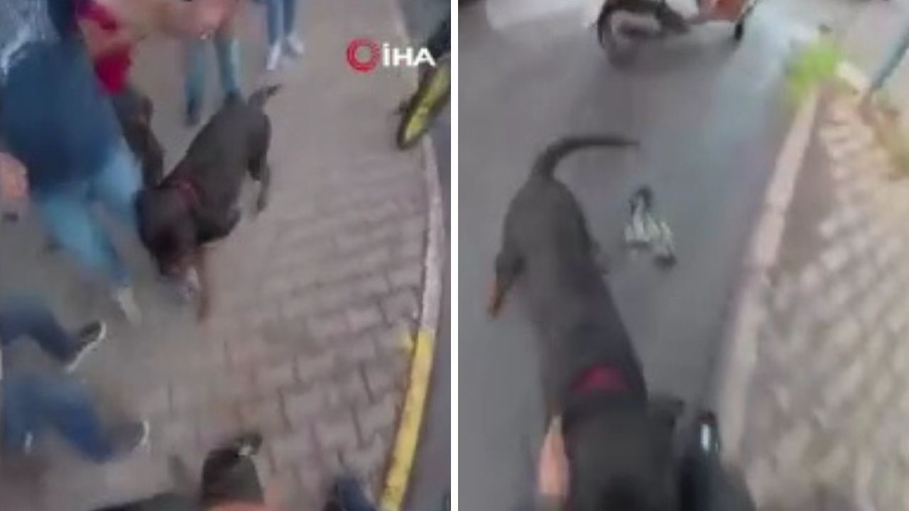Agizliksiz Gezdirilen Rottweiler Cinsi Kopek Dehset Sacti Saldiri Ani Kamerada
