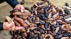 Balık Stoku Yok Oluyor Deniz Patlıcanı