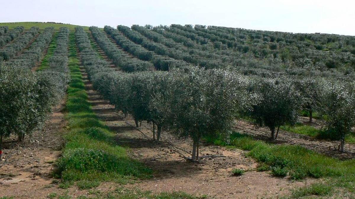 Zeytinlik Kopyası