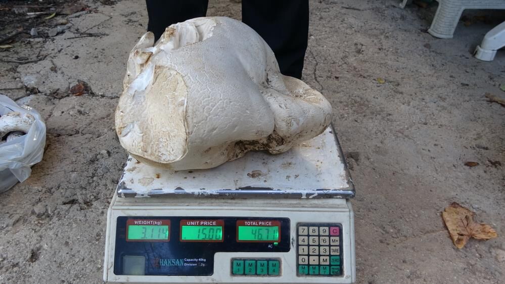 Böylesi Daha Önce Görülmedi! Kütahya’da Bulunan Mantarın Kilosu Şoke Etti (1)