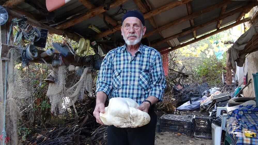 Böylesi Daha Önce Görülmedi! Kütahya’da Bulunan Mantarın Kilosu Şoke Etti (2)
