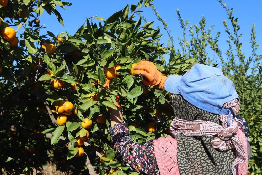 İzmir Seferihisar’da Mandalina Bereketi Tarlada 15 Lira Pazarda 50 Lira! (2)