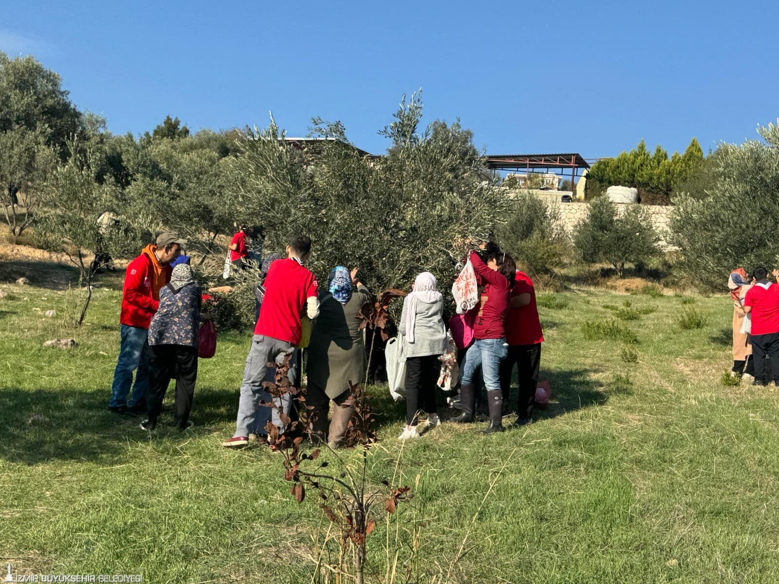 İzmir'de En Renkli Zeytin Hasadı Hasatta Engel Tanımadılar (1)