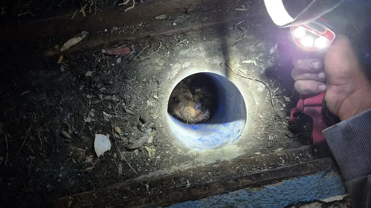 İzmir'de Itfaiye Çifte Mutluluk Yaşattı Mazgaldaki Köpek Ve Yangında Mahsur Kalan Kediler Kurtarıldı (3)