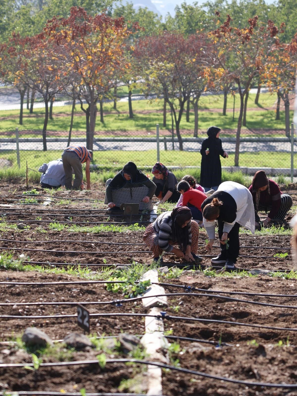 İzmir’de Mahalle Bostanı Sayısı 4'E Çıktı 254 Kadın Kış Dikimlerine Başladı (2)