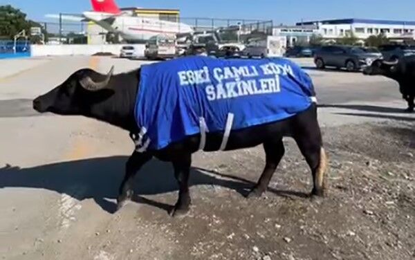Izmirde Mandalı Protesto Siz Yokken Biz Vardık (2)