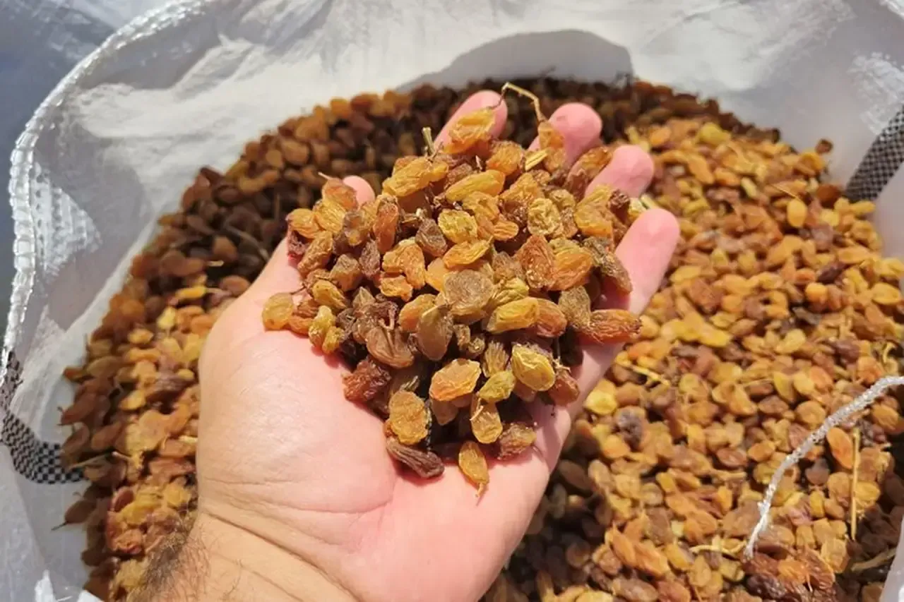 Kuru Üzümde Tehlike Çanları Ülkeye 10 Bin Ton Üzüm Kaçak Girdi, 25 Bin Tonu Yolda (2)