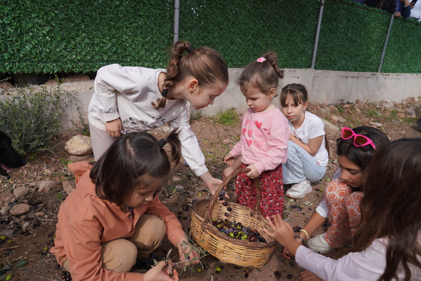 Seferihisar’da Zeytin Zamanı Orhanlı Köyü'nde Hasat Festivali Başladı (2)