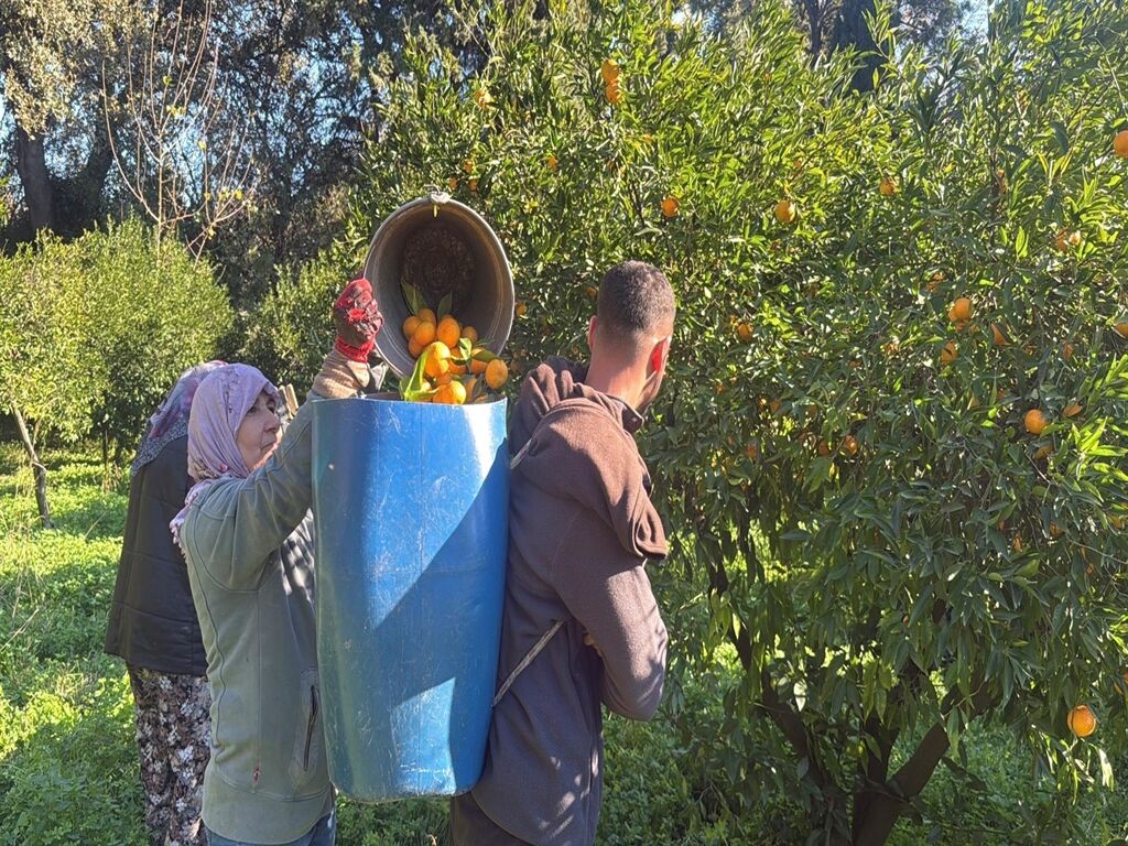 Bodrum Mandalinası (2) Kopya