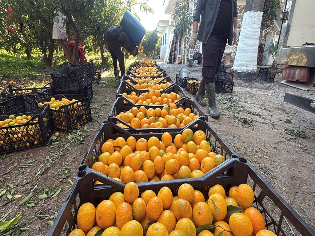 Bodrum Mandalinası (4)