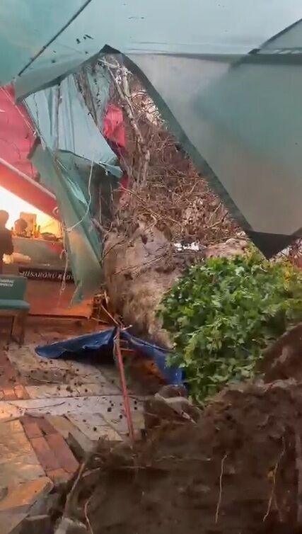 Asırlık Cınar Devrildi (1)-1