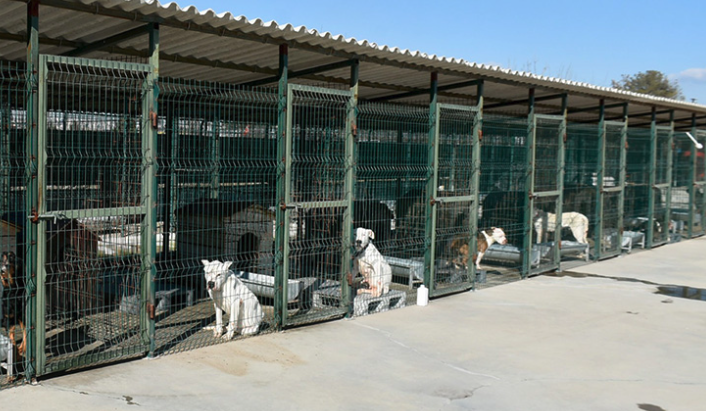 Köpek3