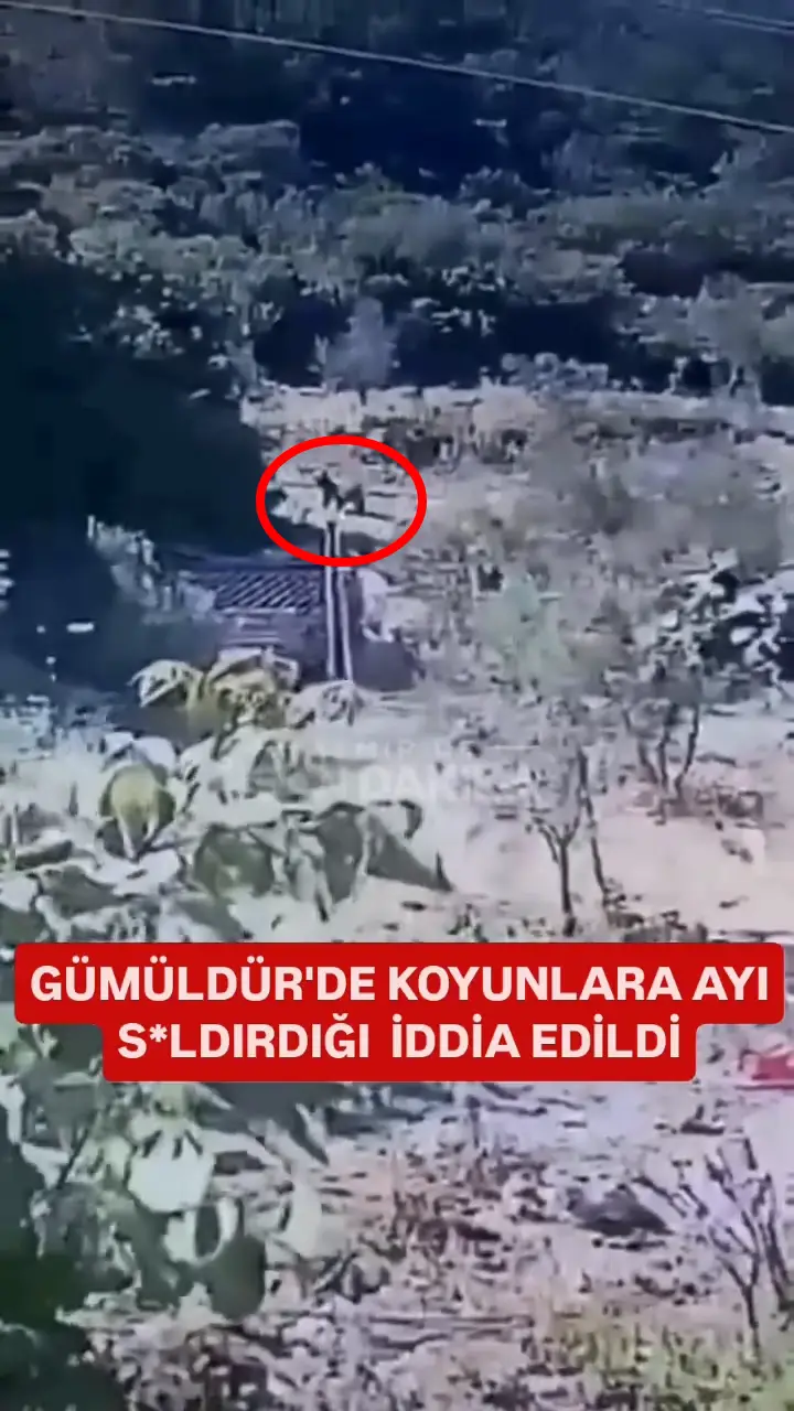 Ayıı